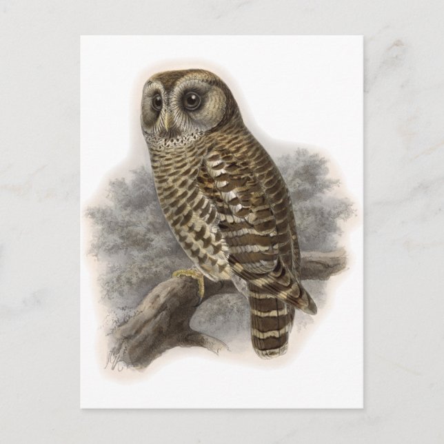 Cartão Postal Brown Owl (Frente)