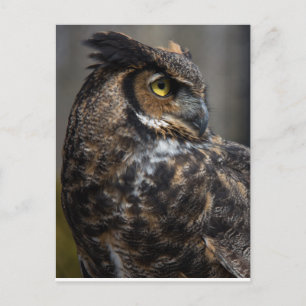 Cartão Postal Brown Owl
