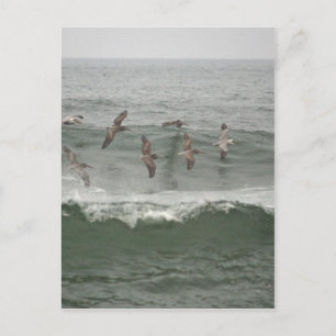 Cartão Postal Brown Pelanes e o Surf do Oregon