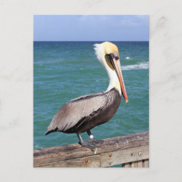 Cartão Postal Brown Pelican