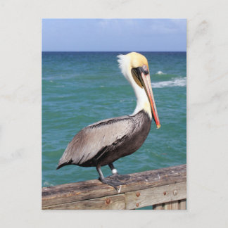 Cartão Postal Brown Pelican