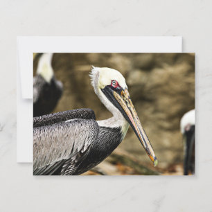 Cartão Postal Brown Pelican