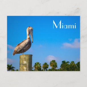 Cartão Postal Brown Pelican em Miami - Cartão-postal