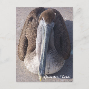 Cartão postal Brown Pelican Galveston Texas