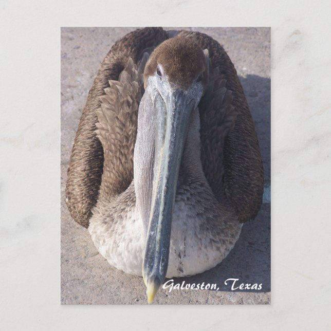 Cartão postal Brown Pelican Galveston Texas (Frente)
