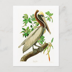 Cartão Postal Brown Pelican John James Audubon Birds da América