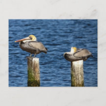 Brown Pelican Pair Roosting sobre Postas