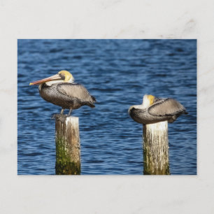 Cartão Postal Brown Pelican Pair Roosting sobre Postas 