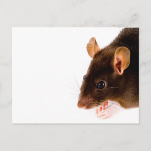 Cartão Postal Brown Rat