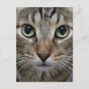 Cartão Postal Brown Tabby Cat