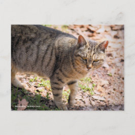 Cartão Postal Brown tabby cat:Postcard
