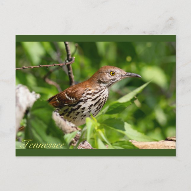 Cartão Postal Brown Thrasher (Frente)