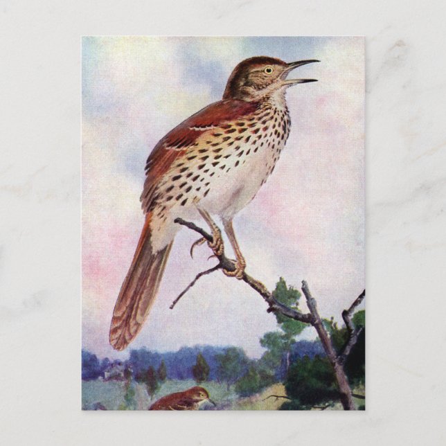 Cartão Postal Brown Thrasher (Frente)