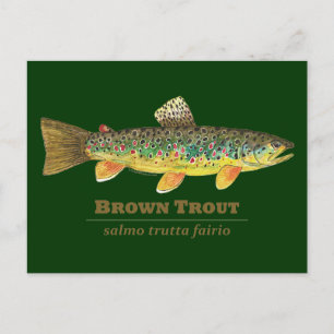 Cartão Postal Brown Trout Ichthyology Latino