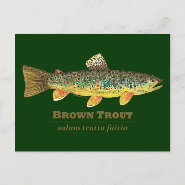Cartão Postal Brown Trout Ichthyology Latino (Frente)