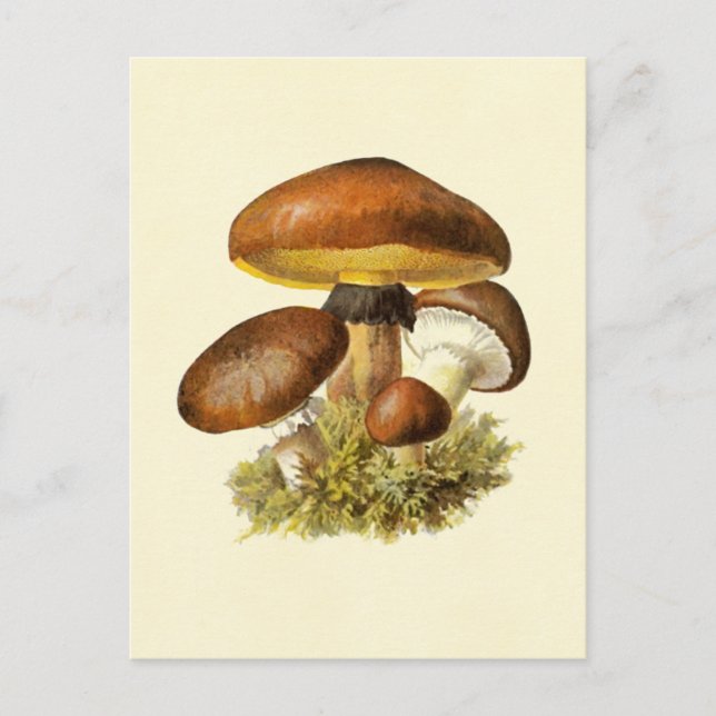 Cartão Postal Brown Vintage Mushroom (Frente)