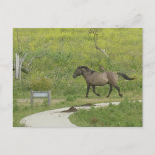 Cartão postal Brown Wille Horse atravessando a est