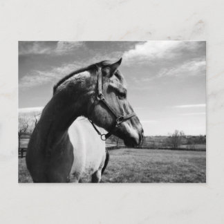 Cartão Postal Brownstead Stallion