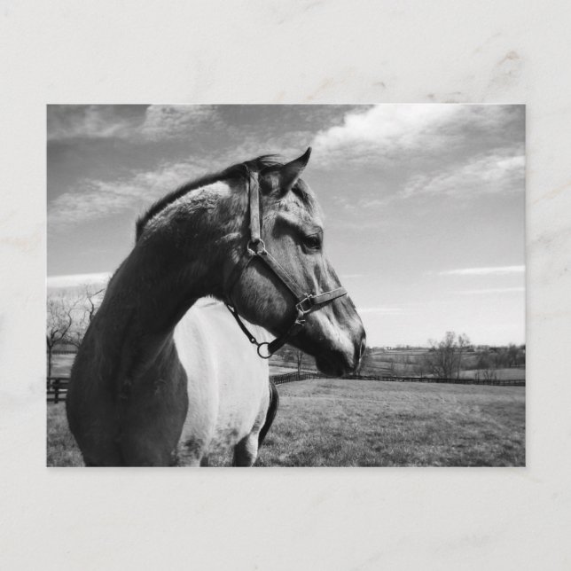 Cartão Postal Brownstead Stallion (Frente)
