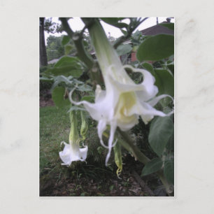 Cartão Postal Brugmansia Branca Dupla