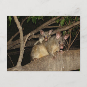 Cartão Postal Brushtail Possum