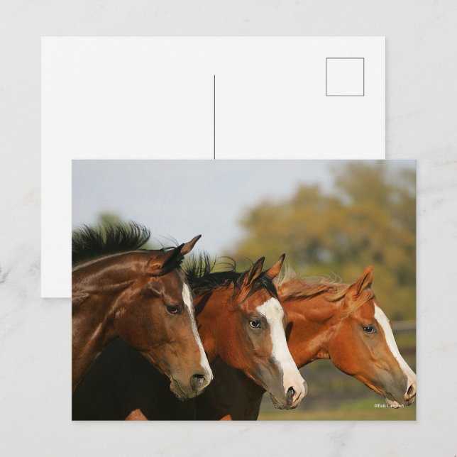 Cartão Postal BTtrês Cavalos Trimestrais Executando Capturas de  (Frente/Verso)