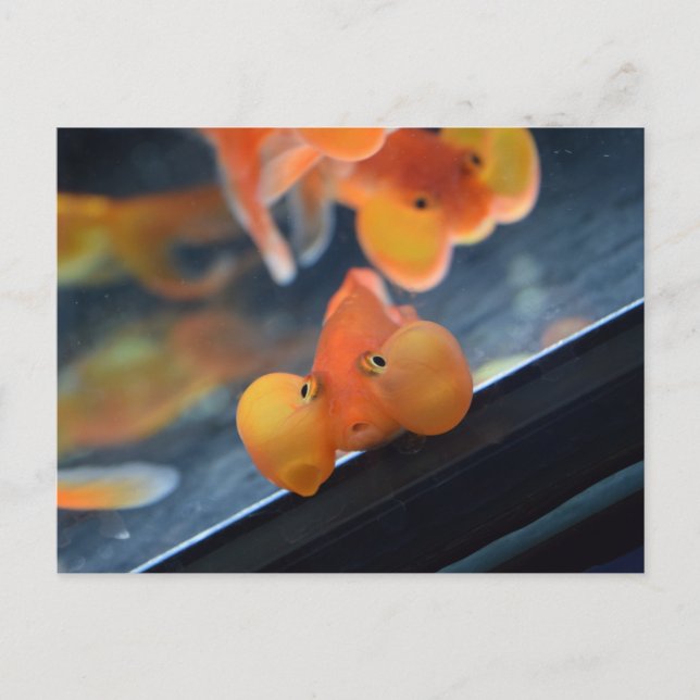Cartão Postal Bubble Eye Goldfish (Frente)