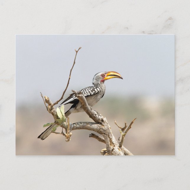 Cartão Postal Bucero-de-bico-amarelo (Frente)