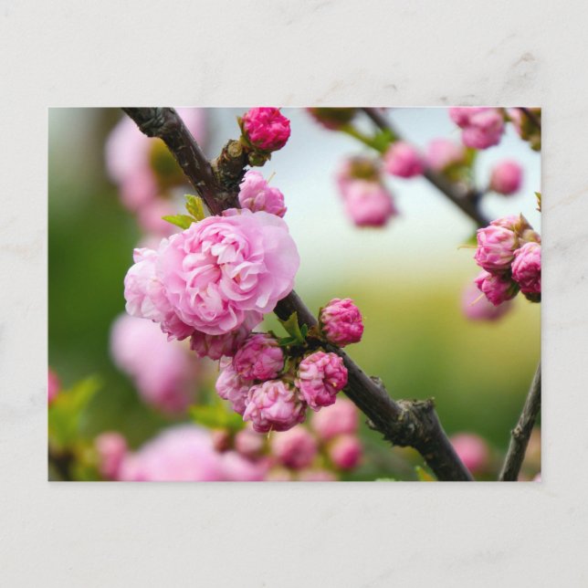 Cartão Postal Buchas de Flor de Cereja Rosa (Frente)
