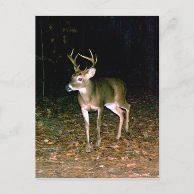 Cartão Postal Buck Deer de cauda branca (Frente)