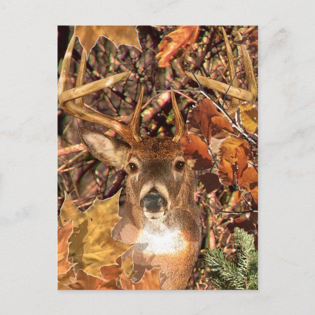 Cartão Postal Buck em Camo White Tail Deer (Frente)