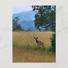 Cartão Postal Buck em um campo