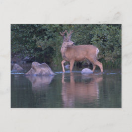 Cartão Postal Buck Mule Deer em Velvet Morning