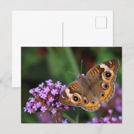 Cartão Postal Buckeye Butterfly em Verbena Vazio
