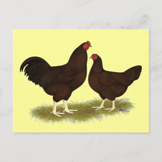 Cartão Postal Buckeye Chickens (Frente)