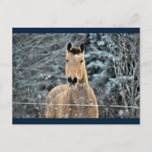 Cartão Postal Buckskin Horse Winter