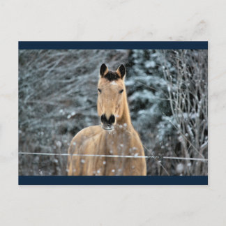 Cartão Postal Buckskin Horse Winter