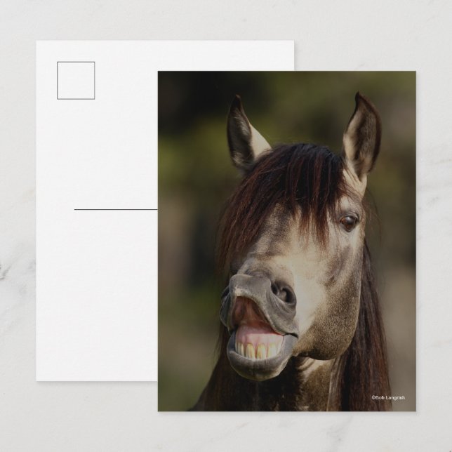 Cartão Postal Buckskin Lusitano Stallion Flehmen (Frente/Verso)