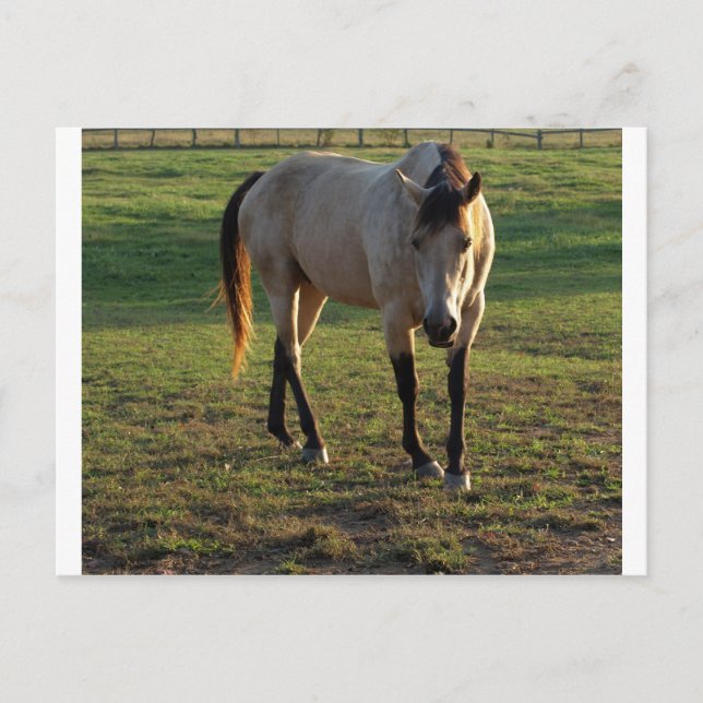 Cartão Postal Buckskin Mare (Frente)