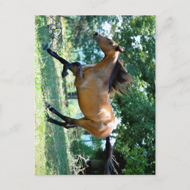 Cartão Postal Buckskin Morgan Horse (Frente)