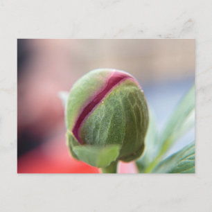 Cartão Postal Bud de um Peony/Pfingstrosen