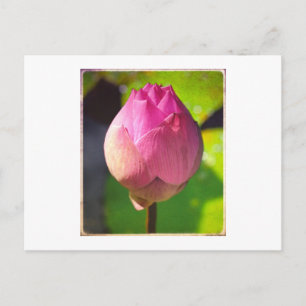 CARTÃO POSTAL "BUDDING LOTUS" FOTOGRAFIA