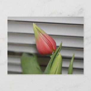 Cartão Postal Budding Tulip