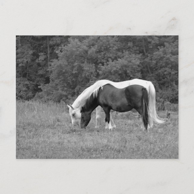 Cartão Postal Buddy, s (Frente)