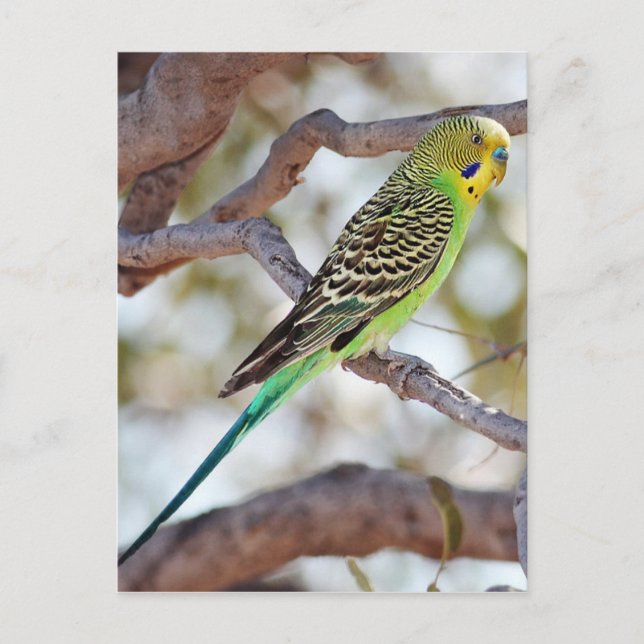 Cartão Postal Budgerigar Verde Amarelo (Frente)