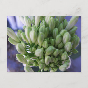 Cartão Postal Buds White Allium