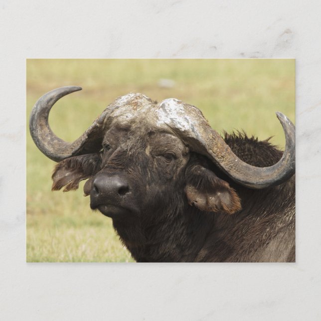 Cartão Postal Búfalo africano, caffer de Syncerus, estando (Frente)