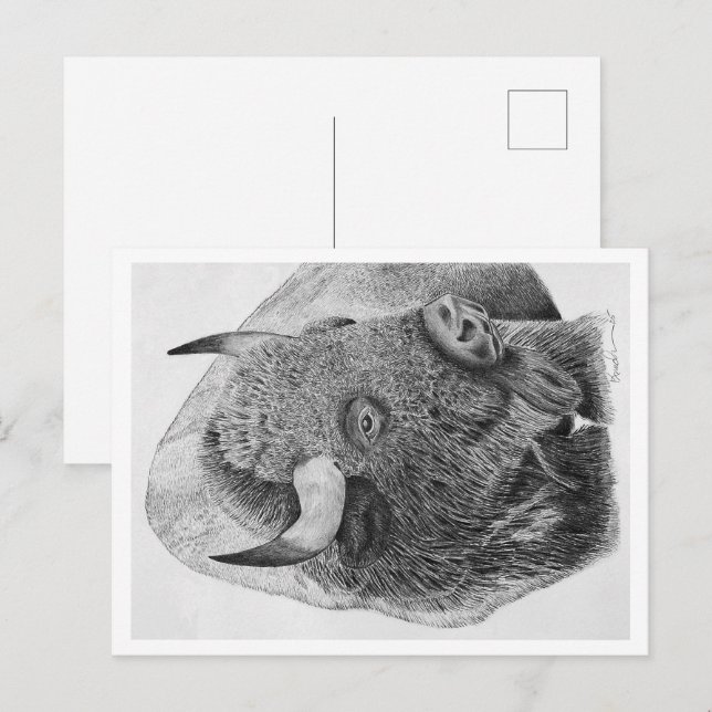 Cartão Postal Búfalo Americano (Frente/Verso)