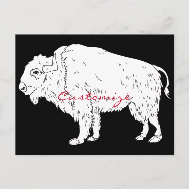 Cartão Postal Búfalo Branco Thunder_Cove (Frente)