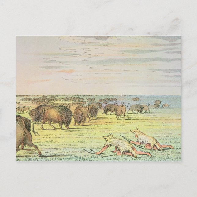 Cartão Postal Búfalo em estaque (Frente)